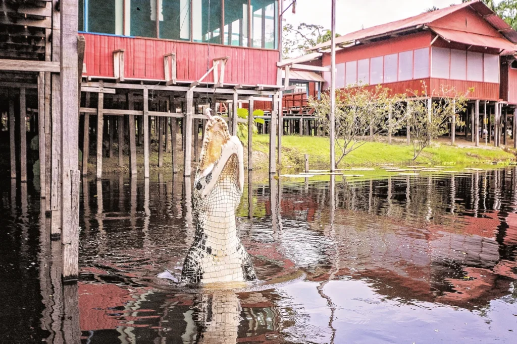 Crocodile in Marasha Amazon travel agency in colombia