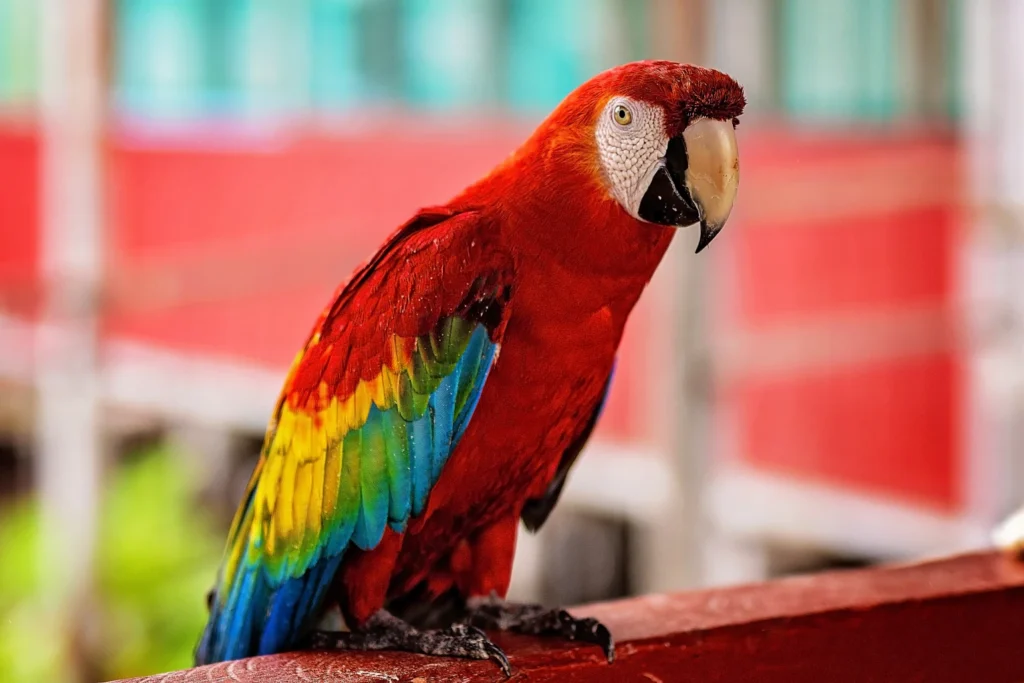 colorful parrots in the amazon plans and trips to the amazon with travel agency siempre colombia bogota colombia